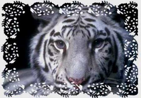 Tigre